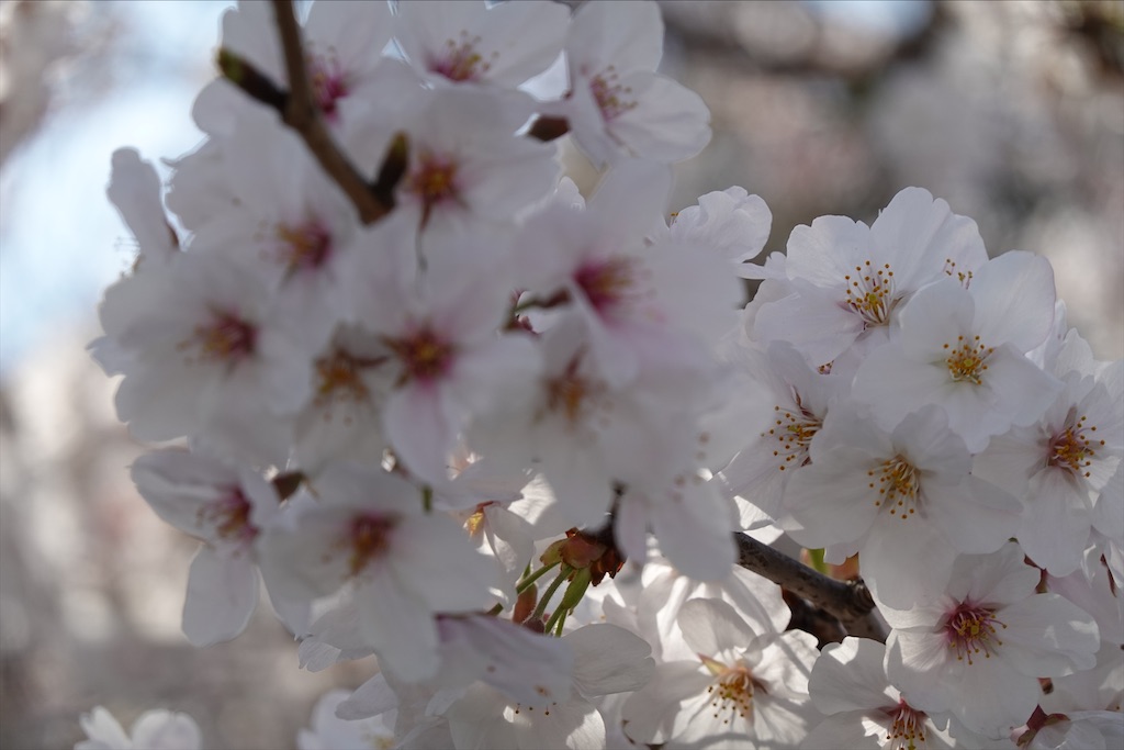 f:id:dnatsume:20210326221736j:image