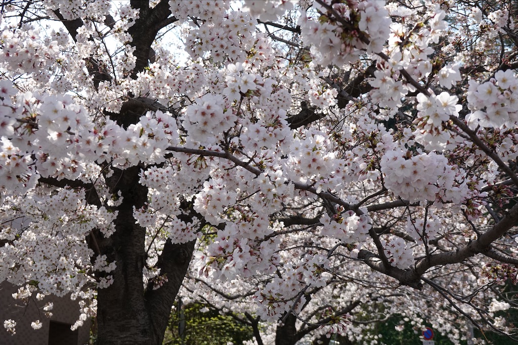 f:id:dnatsume:20210326221755j:image