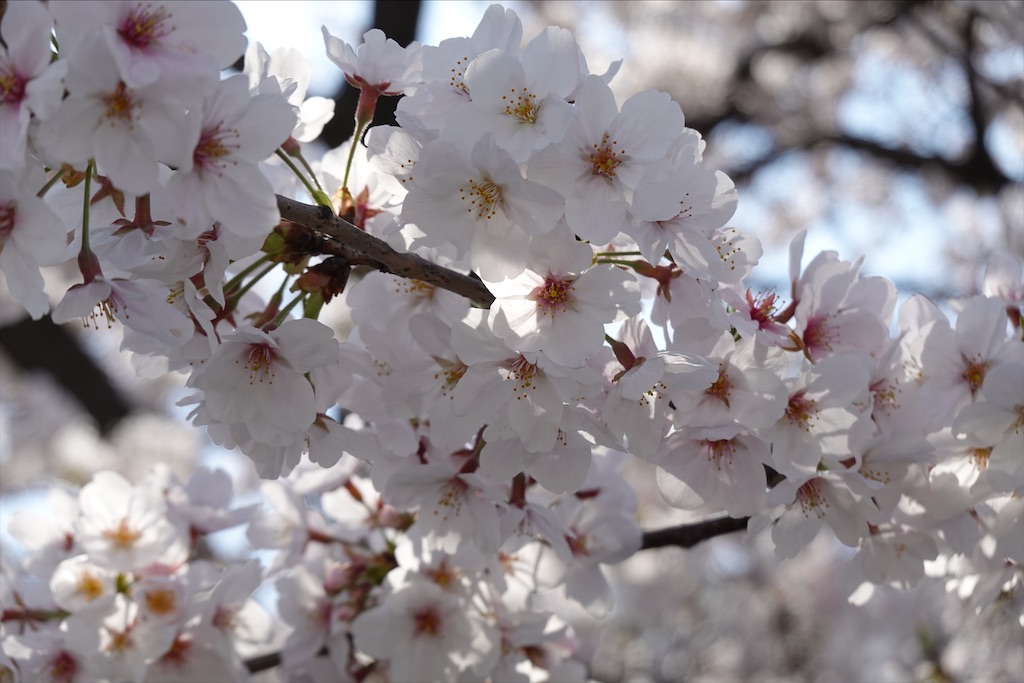 f:id:dnatsume:20210326221801j:image