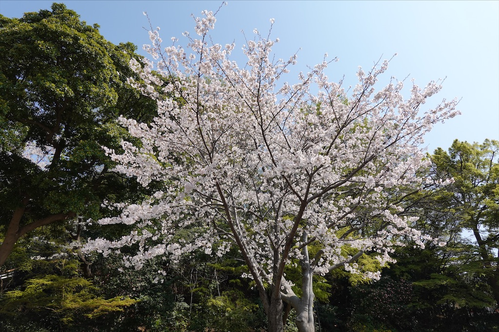 f:id:dnatsume:20210326221814j:image