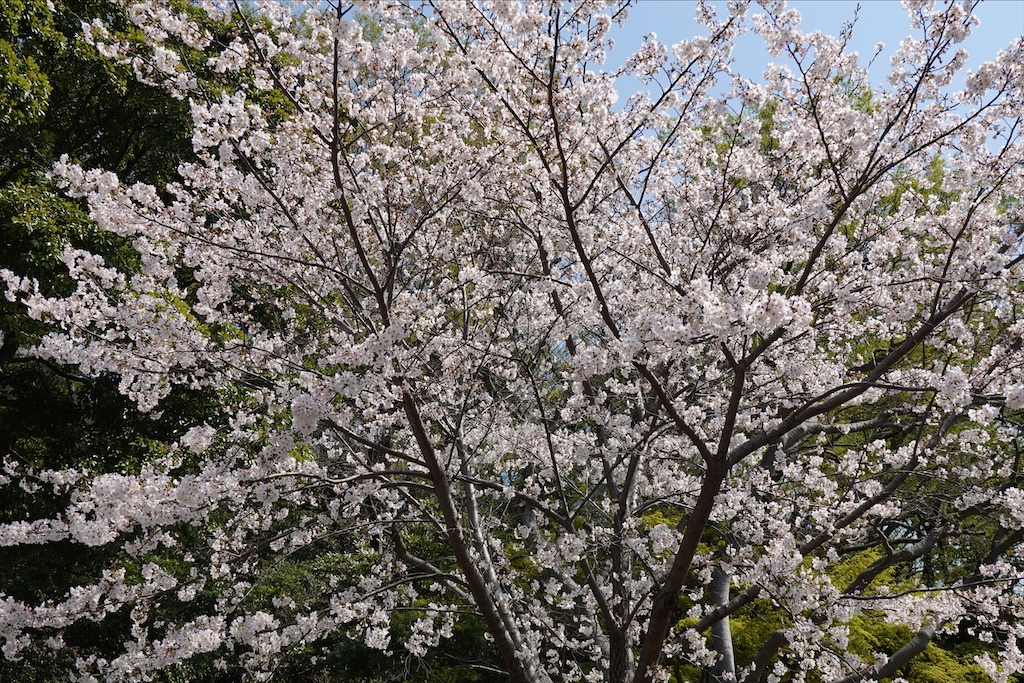 f:id:dnatsume:20210326221826j:image