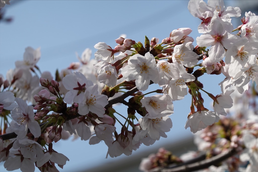 f:id:dnatsume:20210326221840j:image