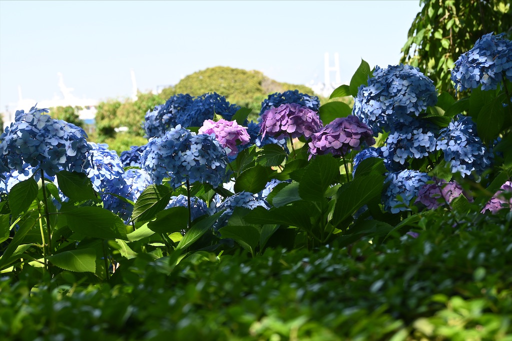 f:id:dnatsume:20210609212921j:image