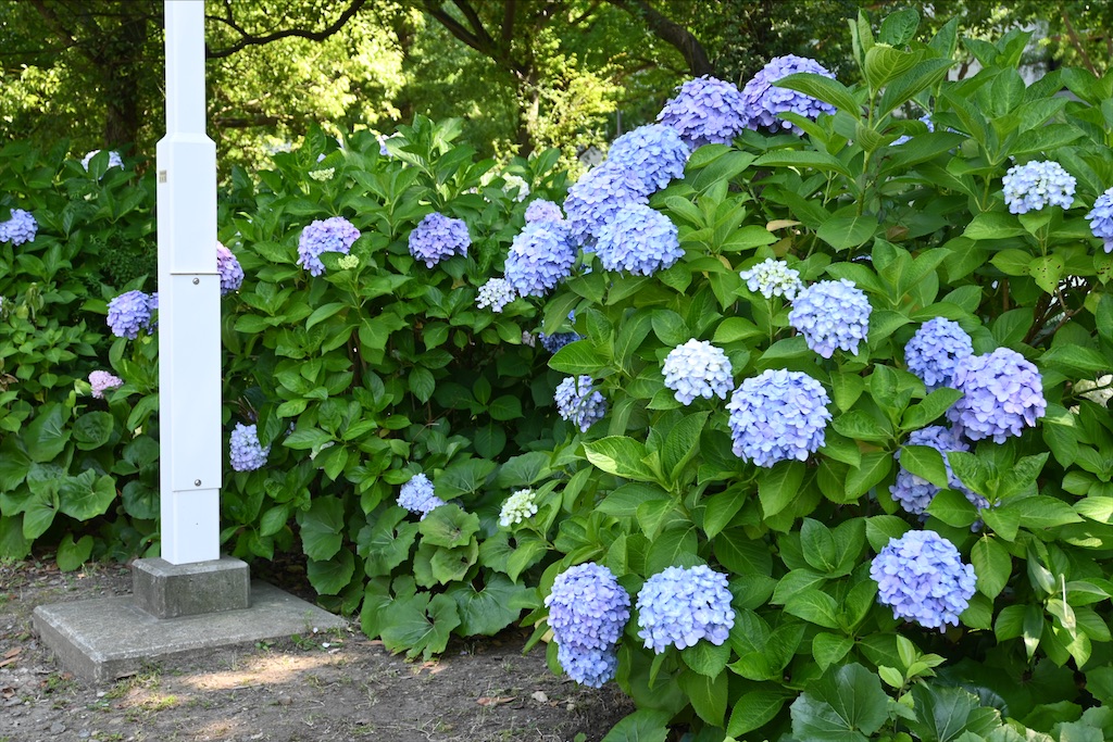 f:id:dnatsume:20210609212946j:image