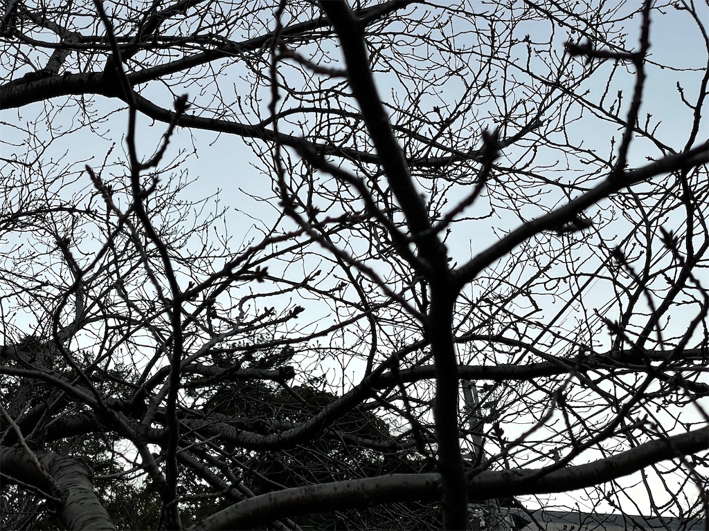 f:id:dnatsume:20211209224307j:image