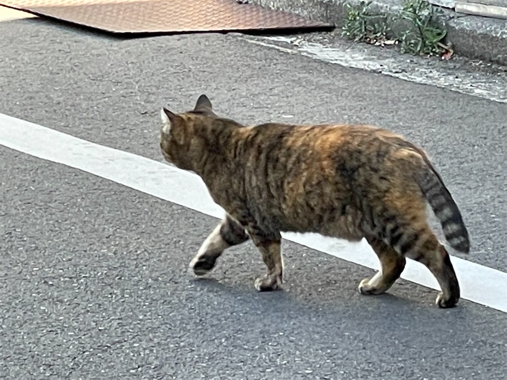 f:id:dnatsume:20220207225758j:image
