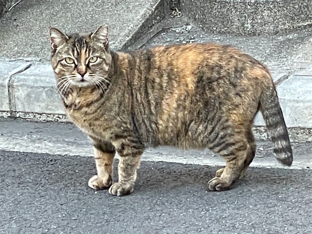 f:id:dnatsume:20220207225811j:image