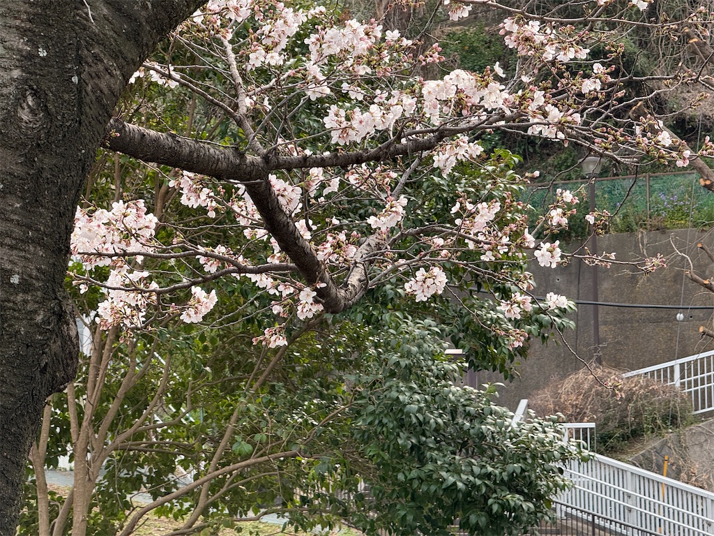 f:id:dnatsume:20250327155541j:image