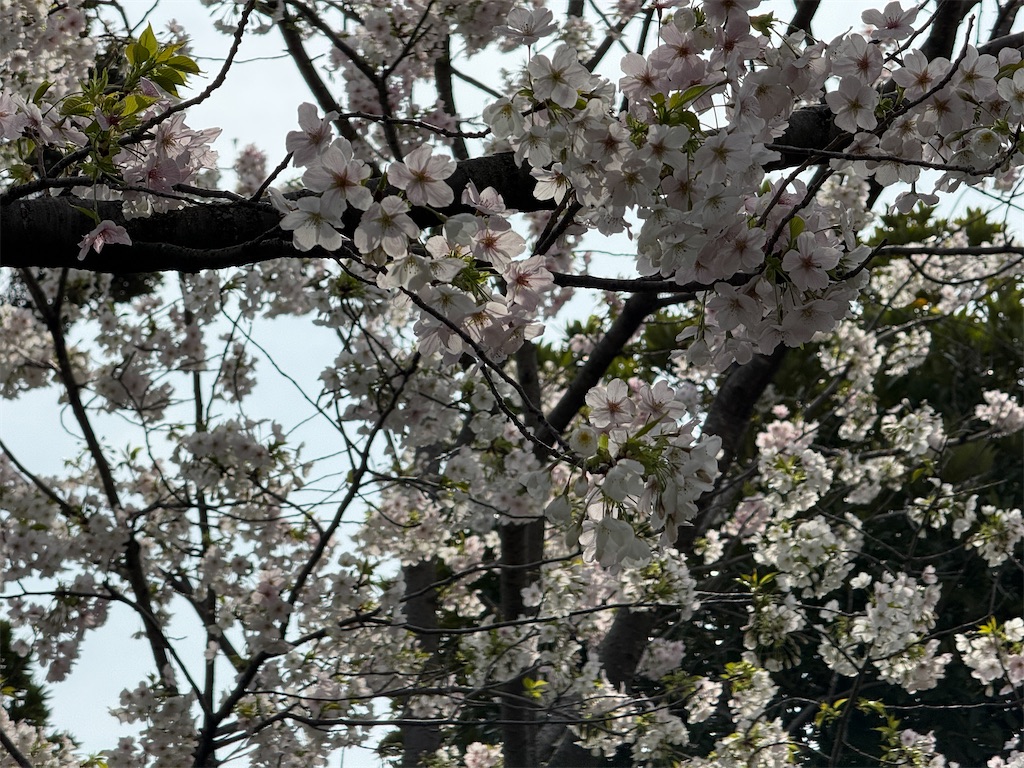 f:id:dnatsume:20250330102031j:image