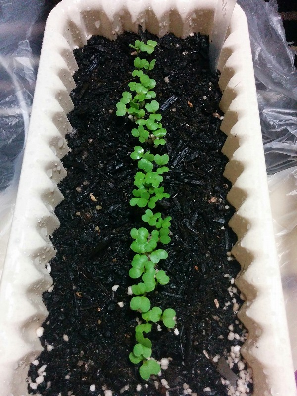 f:id:dobonkai:20150909232839j:plain f:id:dobonkai:20150909232839j:plain