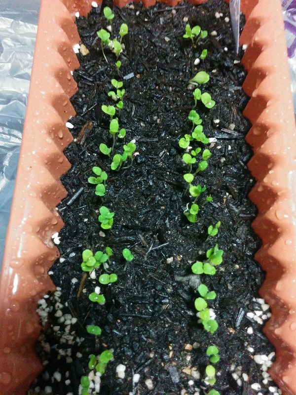 f:id:dobonkai:20150909232840j:plain f:id:dobonkai:20150909232840j:plain