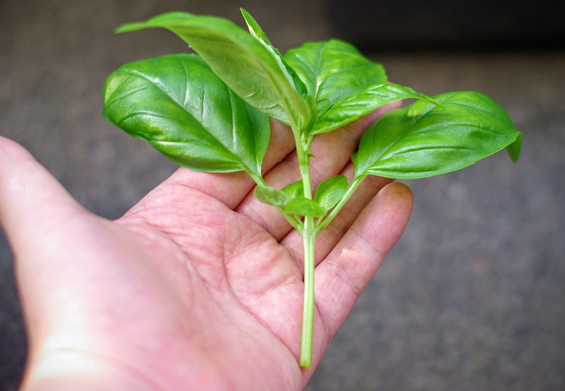 f:id:dobonkai:20160618083530j:plain