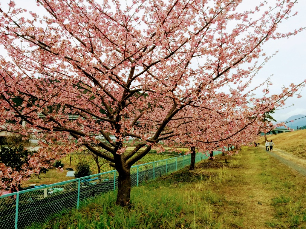 f:id:dobonkai:20170218163502j:plain