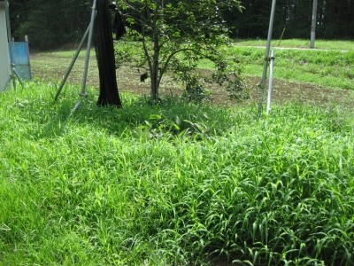 f:id:docan:20090726213126j:image