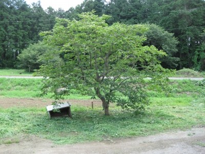 f:id:docan:20090726213127j:image