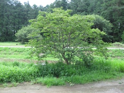 f:id:docan:20090726213128j:image