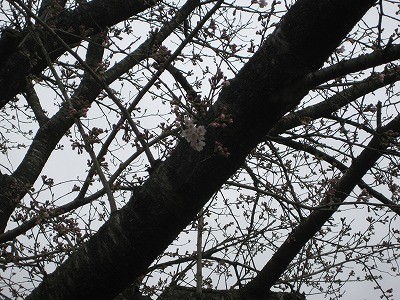 f:id:docan:20100403012123j:image