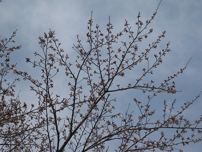 f:id:docan:20100403111419j:image