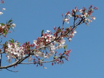 f:id:docan:20110421003843j:image