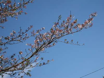 f:id:docan:20110421003844j:image