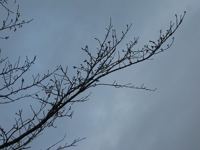 f:id:docan:20130323021501j:image