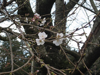 f:id:docan:20130323021502j:image