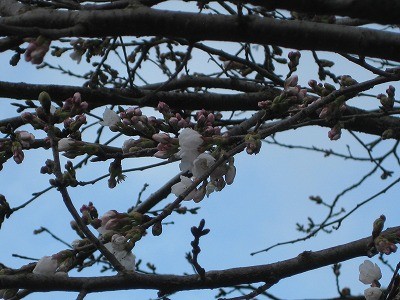 f:id:docan:20130323021503j:image