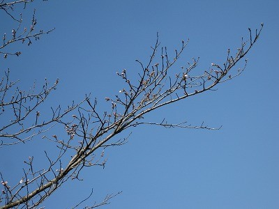 f:id:docan:20130323092949j:image