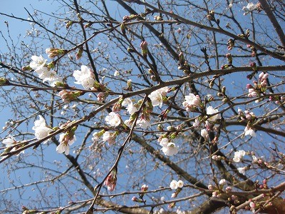 f:id:docan:20130323092950j:image