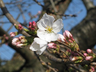 f:id:docan:20130323092951j:image