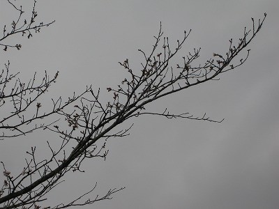 f:id:docan:20130324102310j:image