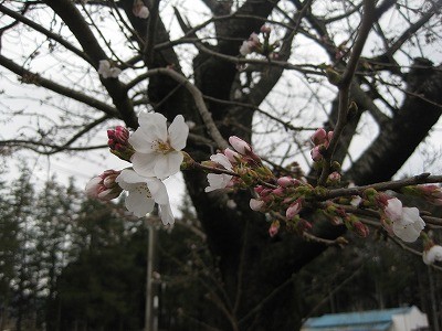 f:id:docan:20130324102311j:image