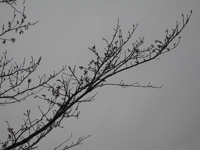 f:id:docan:20130325231320j:image