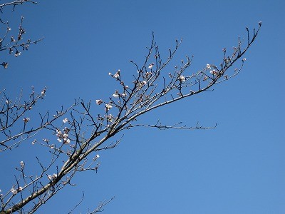 f:id:docan:20130327055817j:image