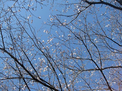 f:id:docan:20130327055818j:image