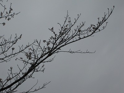 f:id:docan:20130329001330j:image