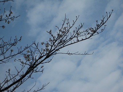 f:id:docan:20130329001536j:image