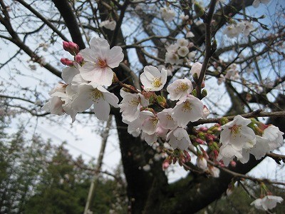f:id:docan:20130329001537j:image