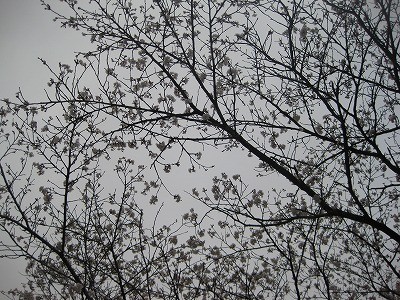 f:id:docan:20130330093857j:image