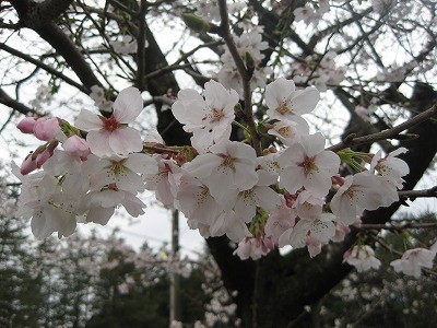 f:id:docan:20130330094445j:image
