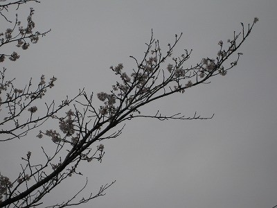 f:id:docan:20130331202416j:image