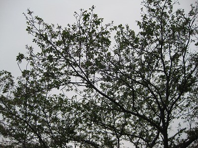 f:id:docan:20130418193433j:image