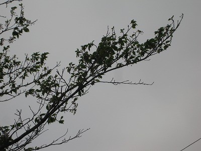 f:id:docan:20130418193434j:image