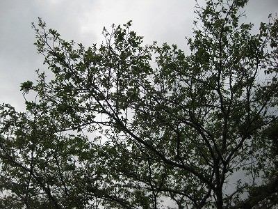 f:id:docan:20130424201458j:image