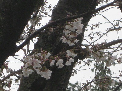 f:id:docan:20140403213130j:image