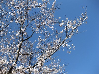 f:id:docan:20140405081820j:image
