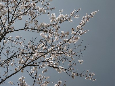 f:id:docan:20140406111521j:image