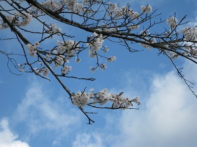f:id:docan:20140406111523j:image