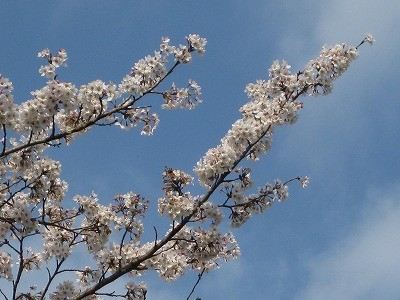 f:id:docan:20140411005249j:image