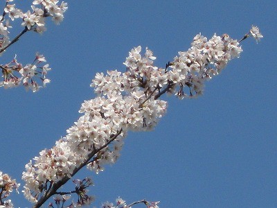 f:id:docan:20140411005628j:image